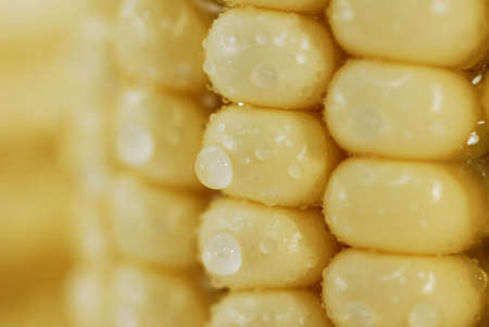 Closeup shot of fresh corn with waterdropsの写真素材