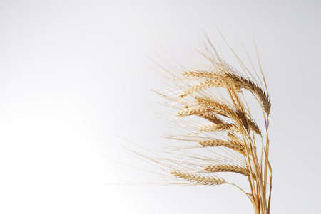 Wheat crop isolated on gray stock photoの写真素材