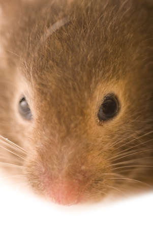 Brown hamster isolated on white close-upの写真素材