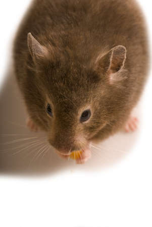 Brown hamster isolated on white with copy spaceの写真素材