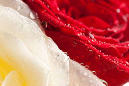 White and red rose flower macro sprinkled with dropletsの写真素材