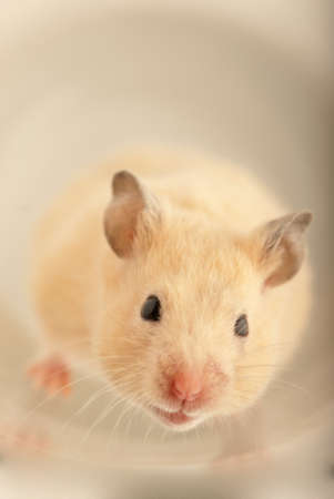White home pet mouse with soft lightの写真素材