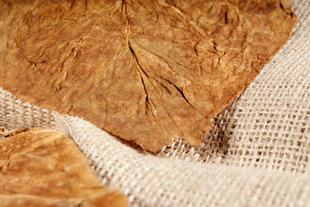 Angled macro closeup of a dry tobacco leaf rawの写真素材