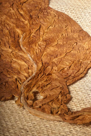 Oriental tobacco leaf pressure dried macro shotの写真素材