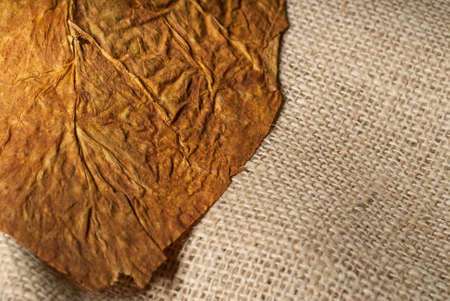 Macro tobacco leaf closeup thin focus on a collection bagの写真素材