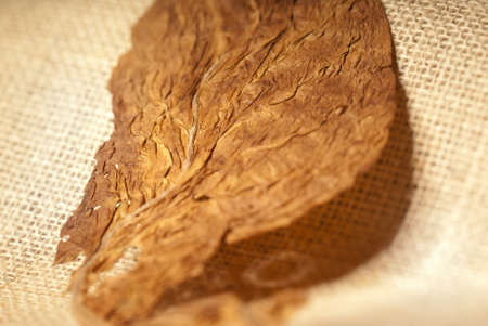 Defocus dried leaf under harsh light textureの写真素材