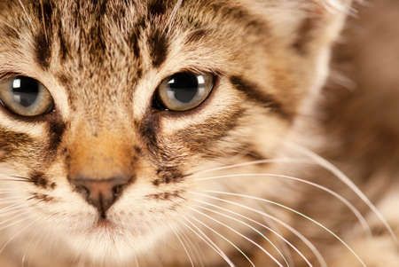 Domestic cat staring in camera with a deep lookの写真素材