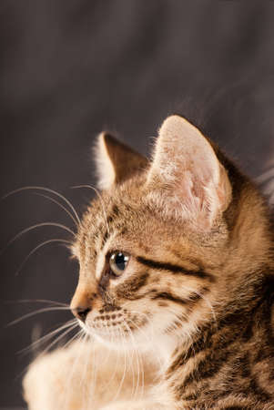 A side profile of a domestic cat in studio with soft lightの写真素材