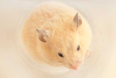 Domestic mouse surled up in a ball with soft lightの写真素材