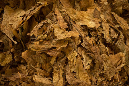 Bulk tobacco macro view, close upの写真素材