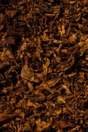 Tobacco background prepared for production of cigarettesの写真素材