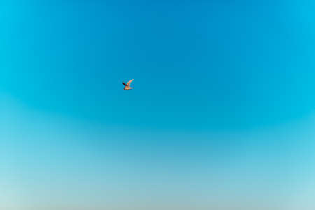 White Albatross fly through the skyの写真素材