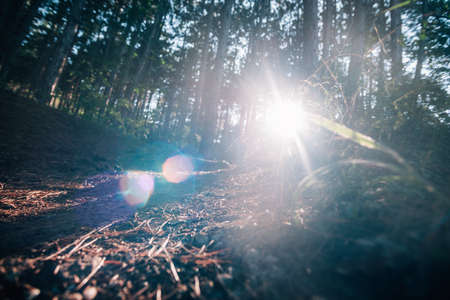 Biker riding his bike on a dirt trail through the woods, Xtreme cycling.の写真素材