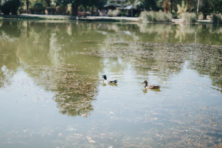 A shot of ducks swimming in lake.の写真素材