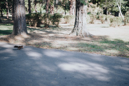The squirrel runs quickly to climb the tree.