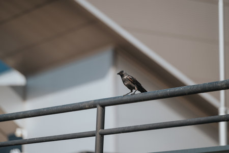 Lone bird perched on a metal bar under a modern structure, observing its surroundingsの写真素材