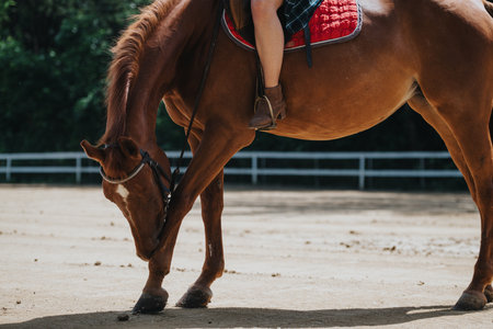 Close-up of horse with rider in red saddle at equestrian training ground on sunny dayの写真素材