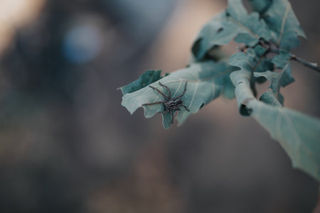Close-up of spider on a green leaf in natureの写真素材