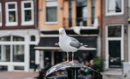 Seagull perched on a post in a European city with historic buildings in the backgroundの写真素材