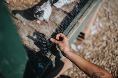 Hand touching wire mesh of pigeon enclosure in sunlightの写真素材