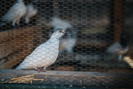 White pigeon behind wire mesh in an aviary at sunsetの写真素材