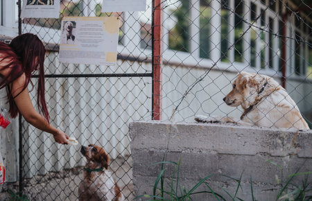 Woman feeding shelter dogs through a wire fence on a sunny dayの写真素材