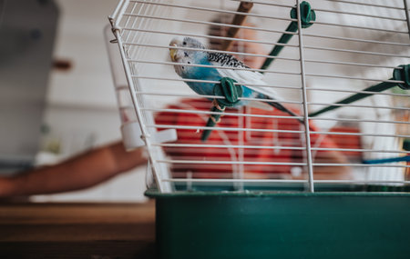 Blue budgie resting in a bird cage with a blurred background of a person in a red shirt indoors
