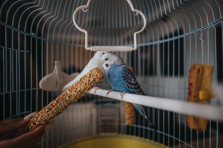Blue budgie perched in a cage with bird food stickの写真素材