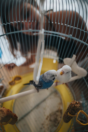 Colorful budgies perched inside a bird cage with blurred background