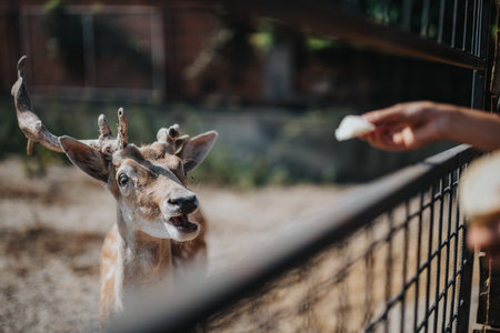 Person feeding a friendly deer through a zoo fence with foodの写真素材