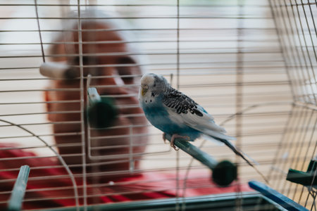 Budgie perched in a cage with person in the background