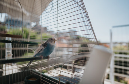 Blue parakeet perched inside its cage with a serene outdoor backdrop on a sunny day
