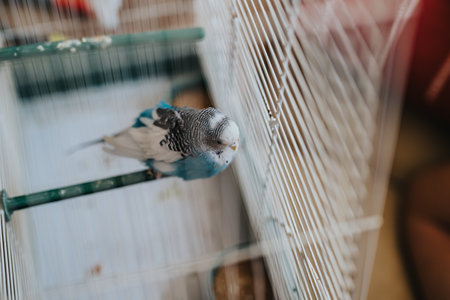 Blue and white budgie perched in a cage with blurred background