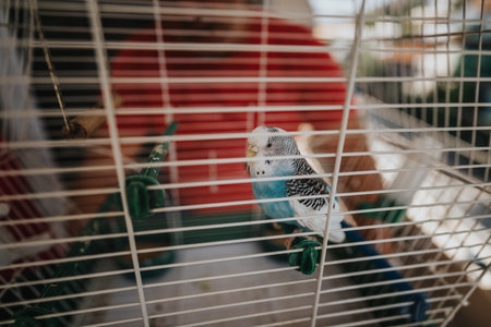 Colorful budgie perched inside a bird cage indoorsの写真素材