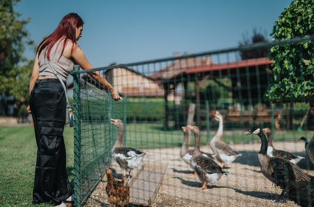 Woman feeding geese and chickens at a peaceful farm settingの写真素材
