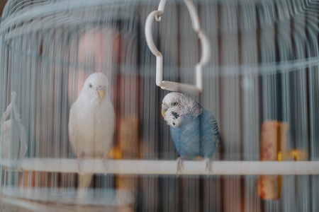 Two parakeets in a birdcage with a calming atmosphereの写真素材