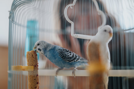 Colorful budgies in a birdcage enjoying a treatの写真素材