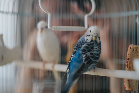 Colorful parakeets perched in a bird cage