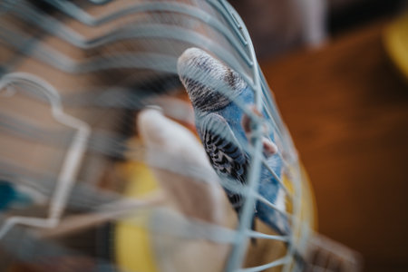Close-up of a budgie inside a blue wire birdcage