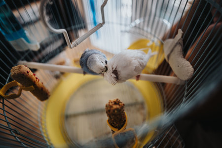 Pair of budgies perched in a cozy birdcageの写真素材