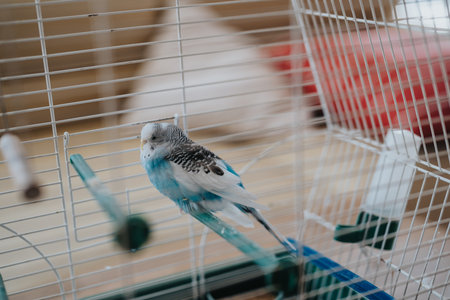 Colorful budgerigar resting inside a white birdcage at home