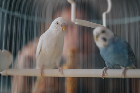Colorful parakeets perched inside a birdcage with blurred backgroundの写真素材