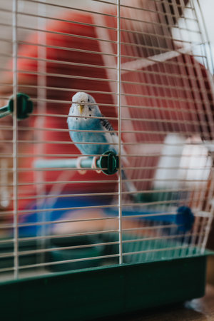 Blue budgerigar perched inside a green birdcage with blurred human figure in background