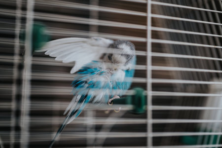 Vibrant blue and white parakeet in motion inside a birdcage, showcasing dynamic feathers and fluid movementの写真素材