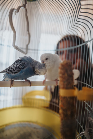 Two budgies resting on a perch inside a birdcage