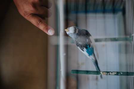 Hand reaching out to pet a blue budgie in a cageの写真素材