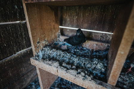 Pigeon nesting inside a wooden coop showing urban wildlife habitatの写真素材