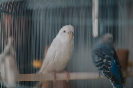 Close-up of parakeets perched inside a cage in soft lightingの写真素材