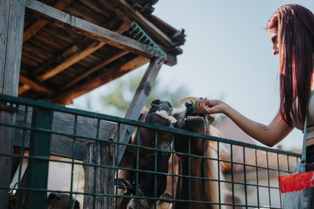 Woman feeding goats at a rustic farm enclosure under sunny skiesの写真素材