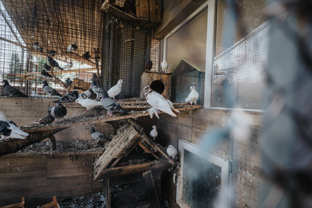 A flock of pigeons in a aviary with wooden perches and sunlightの写真素材